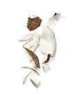 Coconut slices on white background