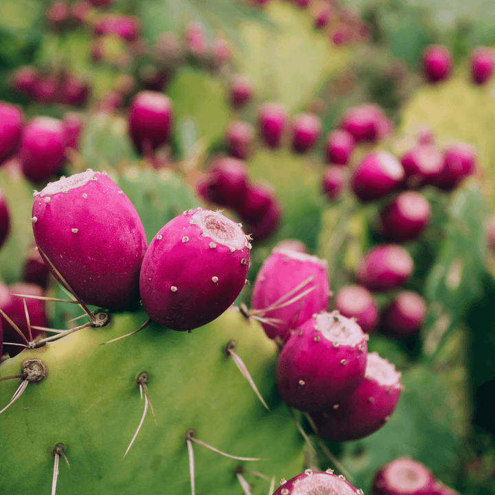 Best ways to use prickly pear oil on your skin - EMPRESS NATURALS