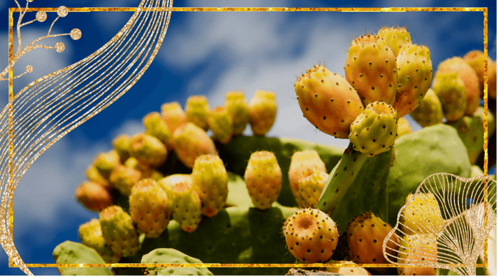 Amazing benefits of prickly pear oil for your skin - EMPRESS NATURALS