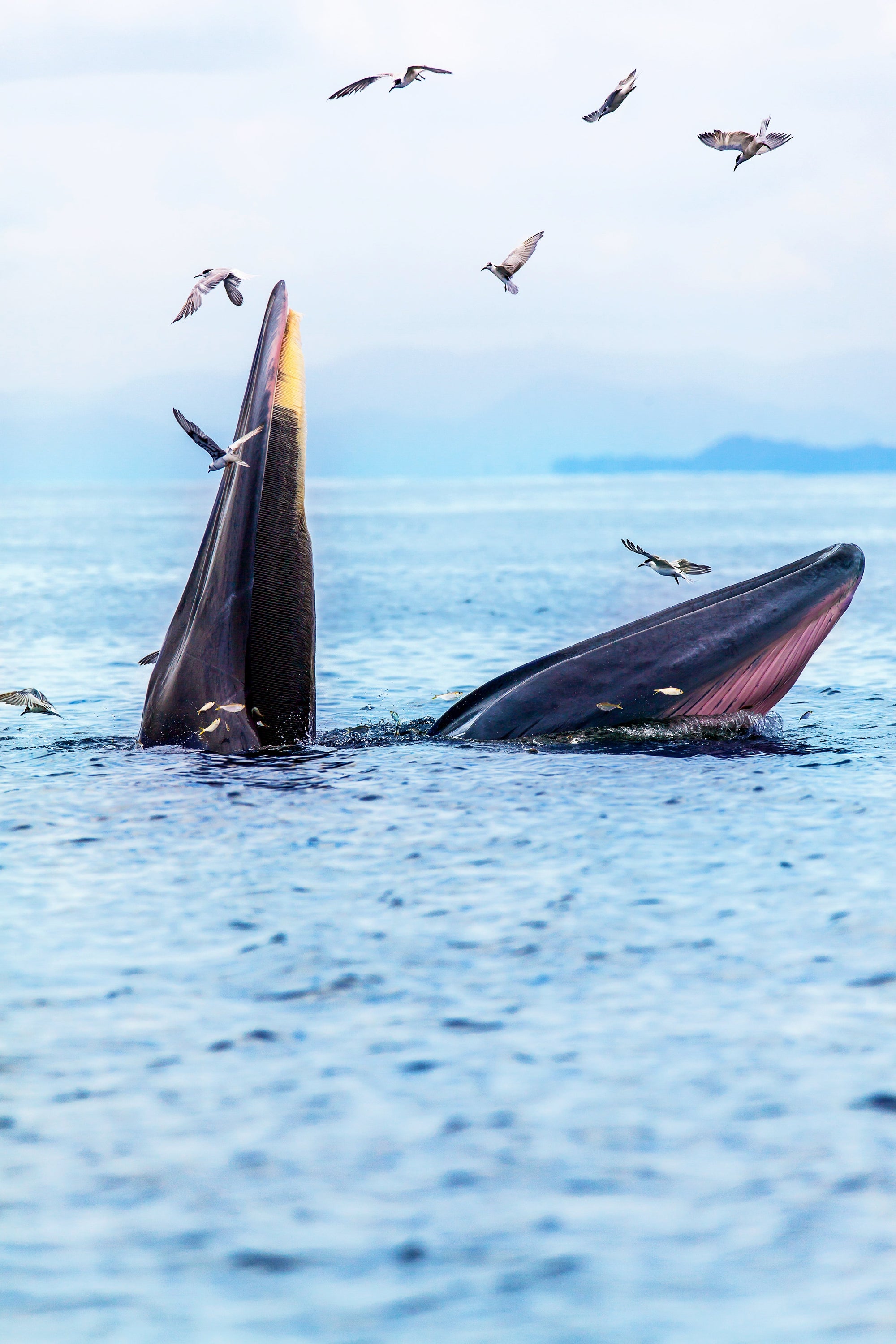 Menopause in Mammals: Why Only Humans and 5 Whale Species Experience This Life Stage