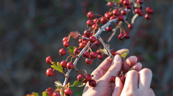 Amazing facts about Rosehip seed oil - EMPRESS NATURALS